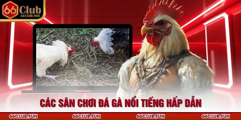 Các sân chơi đá gà nổi tiếng hấp dẫn