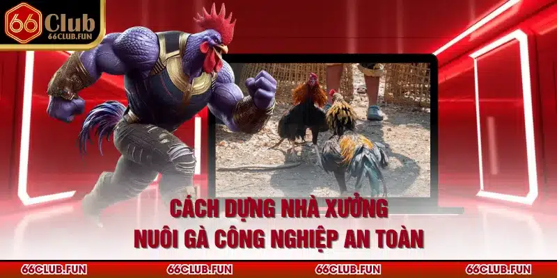 Cách dựng nhà xưởng nuôi gà công nghiệp an toàn