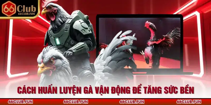 Cách huấn luyện gà vận động để tăng sức bền