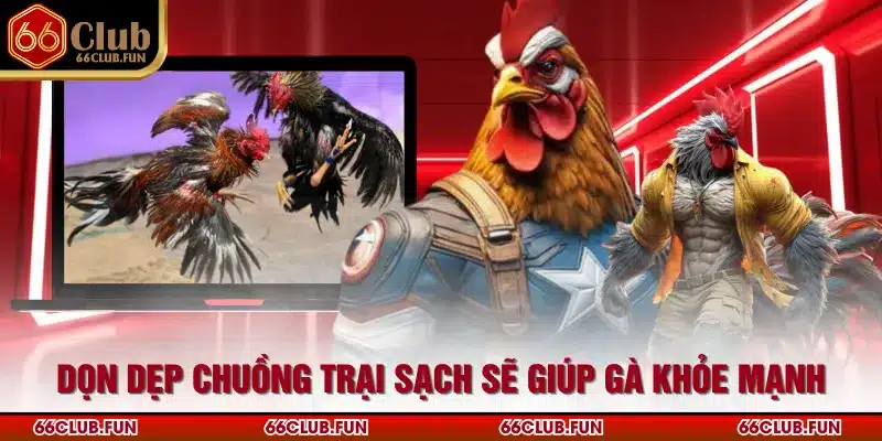 Dọn dẹp chuồng trại sạch sẽ giúp gà khỏe mạnh