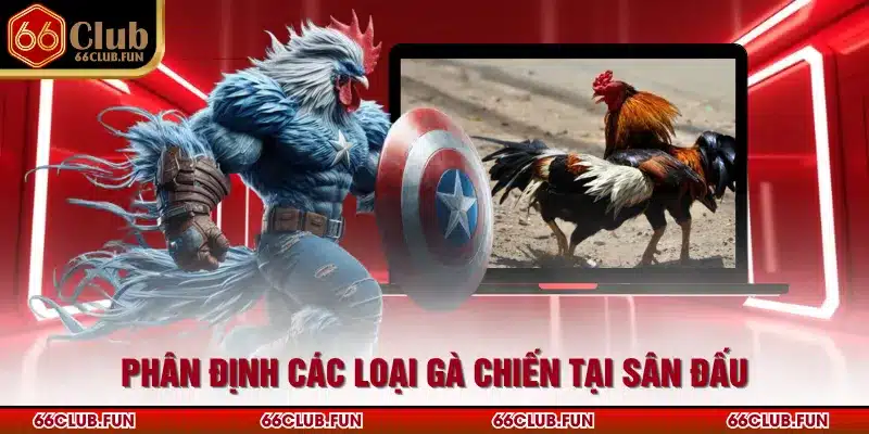 Phân định các loại gà chiến tại sân đấu
