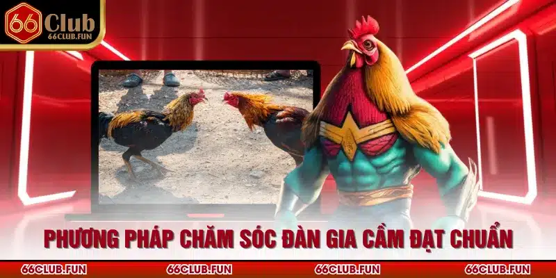 Phương pháp chăm sóc đàn gia cầm đạt chuẩn