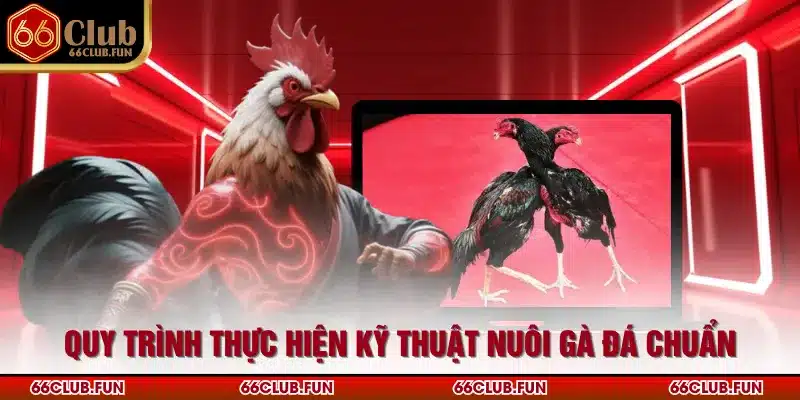 Quy trình thực hiện kỹ thuật nuôi gà đá chuẩn