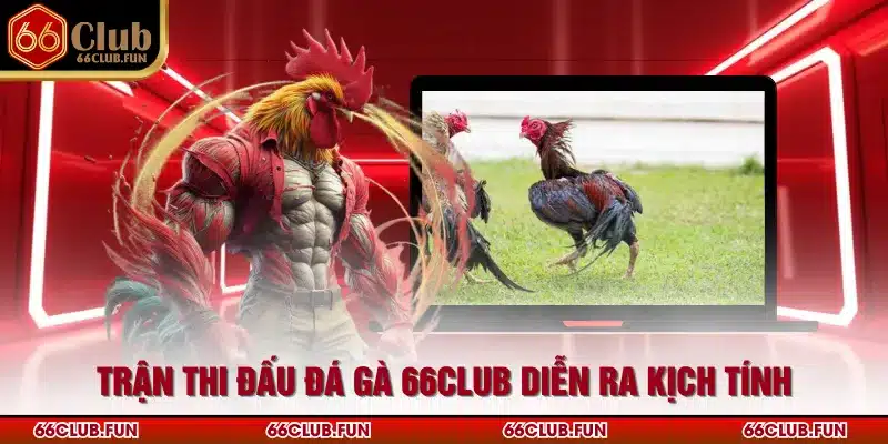 Trận thi đấu đá gà 66Club diễn ra kịch tính