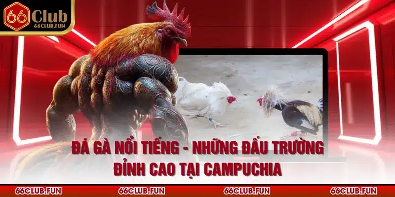 Đá Gà Nổi Tiếng - Những Đấu Trường Đỉnh Cao Tại Campuchia