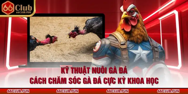 Kỹ Thuật Nuôi Gà Đá - Cách Chăm Sóc Gà Đá Cực Kỳ Khoa Học